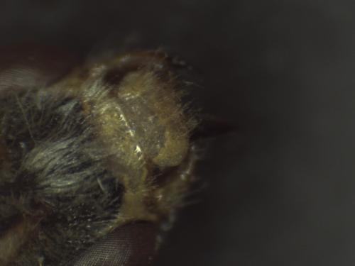 Réf. 316 223 : Nomada sp.